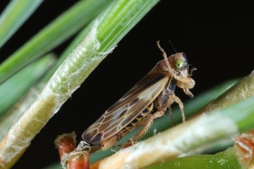 Pithyotettix abietinus from the family Cicadellidae on on pine pins.