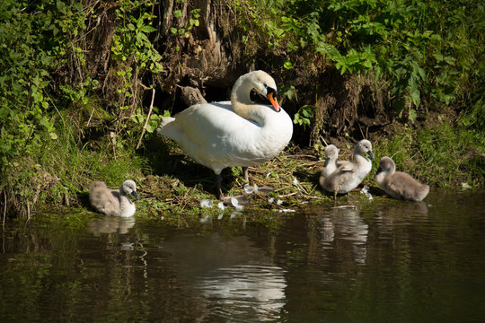 Schwanenfamilie am Ufer des Baches