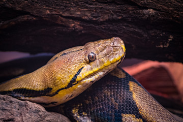 snake close up 
