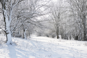 bright winter forest with snow, beautiful wild landscape with trees and glade