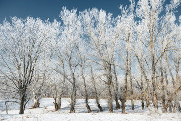 winter forest, beautiful wild landscape with snow and blue sky, nature concept