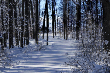 Snowy path to the bay