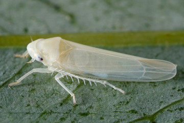 Zygina nivea leafhopper from the family Cicadellidae on a leaf