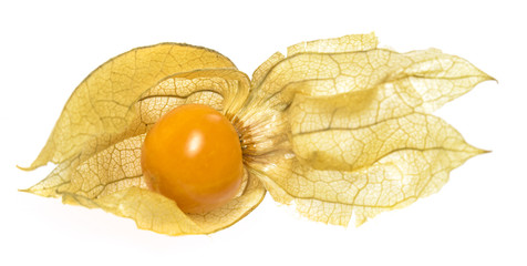  Physalis fruit ( Physalis peruviana) isolated on a white background