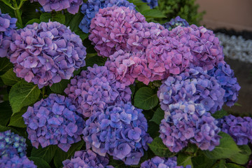 Phlox als violett blühende Gartenblume