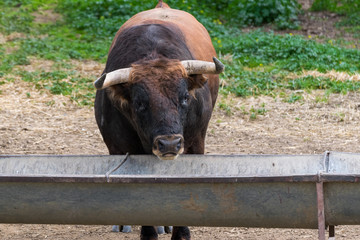 toros en el campo