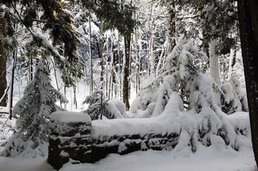 Forest in snow