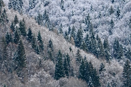 foresta innevata valsesia