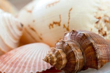 sea shells as background