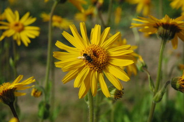 Butterflies-flowers in my garden.