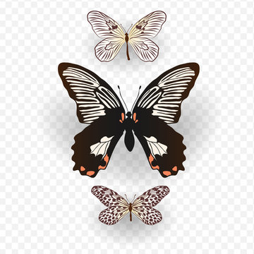 Butterfly vector clip art.