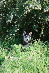 Little husky dog playing on the grass at sunny day