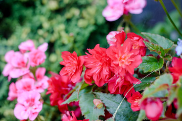 Flowers of begonia