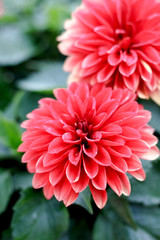 Beautiful pink or red flowers at summer flower garden.
