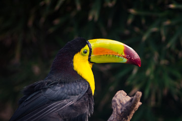 toucan