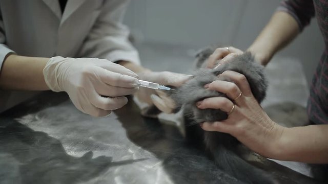 The hostess holding the kitten while the vet gives an injection in the left paw of the animal