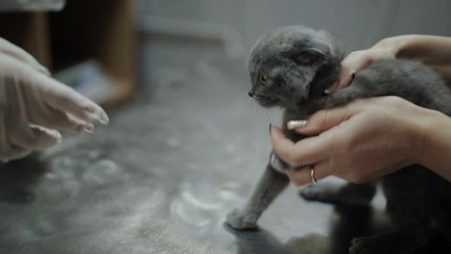 Woman veterinarian examines the area of ringworm in a kitten