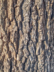 Real bark background