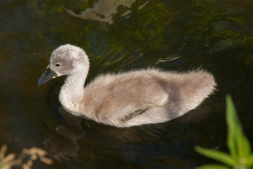 Schwanenküken schwimmt im Bach