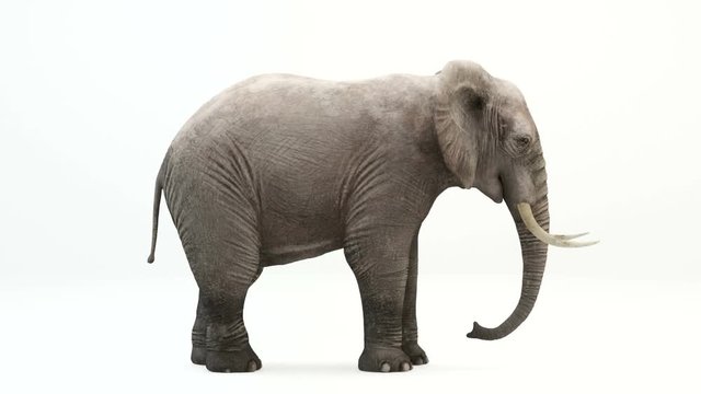 CG rendering of the eating elephant.Loop animation.