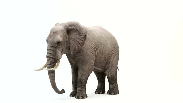 CG rendering of the standing elephant.Loop animation.