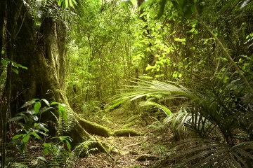 Fotobehang Grote boom in tropisch regenwoud jungle © Stillfx