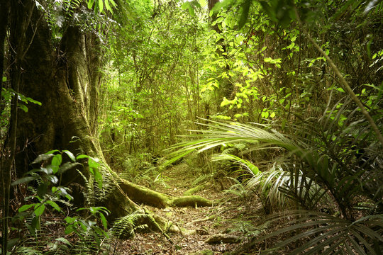 Fototapeta Large tree in tropical rain forest jungle