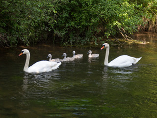 Schwanenfamilie schwimmt im Bach