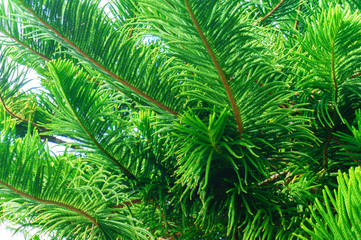 natural green floral background in sunlight