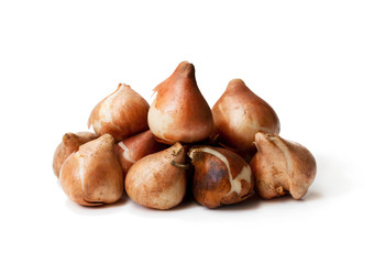 Tulip  bulbs isolated on white. Ready to plant.