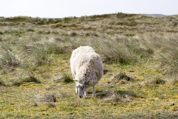 Grasendes Schaf auf Düne