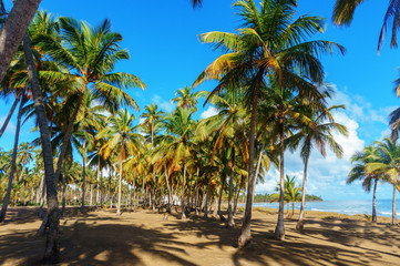 Fototapeta na wymiar palm grove on the shore of the ocean