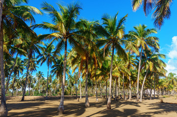 Fototapeta na wymiar a lot of palm trees on the sandy coast