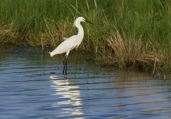 Egret Wading in Pond Hunting for Fish