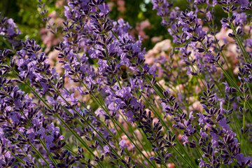 Obraz premium Lavendel