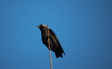 Blackbird hunting for spoil