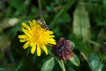 Habichtskraut mit Schwebfliege