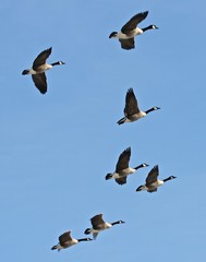 Geese Right