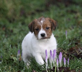 Hund vor Frühlingsblumen