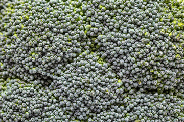 Foodbackground. Head of broccoli close-up. Macro