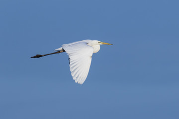Ave garceta grande (Ardea alba) volando en un cielo azul