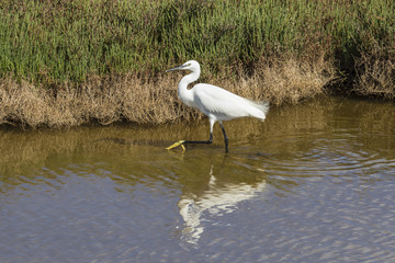 Ave Garceta (Egretta garzetta) paseando por una laguna con reflejo en el agua.