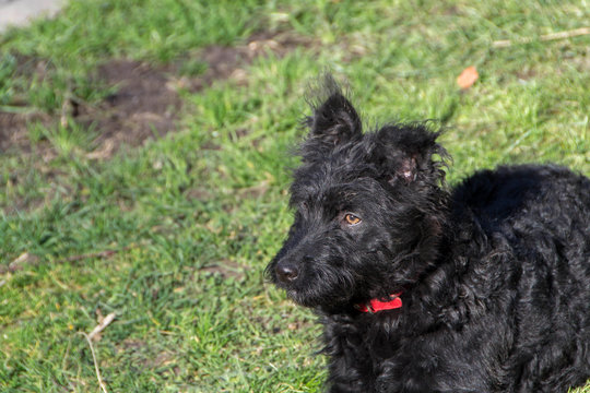 A playful dog, Pulin