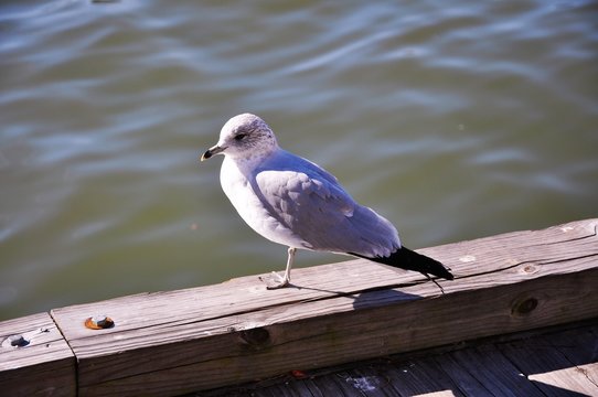 On one leg. Balancing act of a seagull.