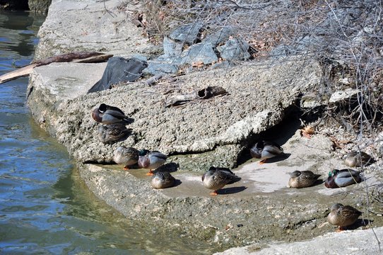 Ducks in a frost. For the lack of other they hide in feathers.