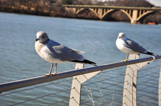 Capital citizens. Seagulls on a coastal fencing of Potomac River.