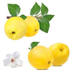 Fresh yellow apples on a branch with leafs and flower isolated on white background with clipping path