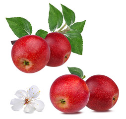 Fresh red apples on a branch with leafs and flower isolated on white background with clipping path