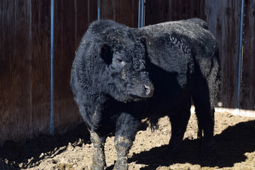 Fototapeta premium Lowline Cow