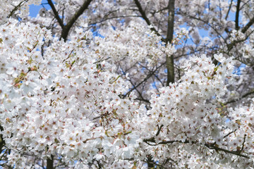 Cherry blossom. Snow - white flowers of cherry trees against a bright blue sky. Sakura flowering. 